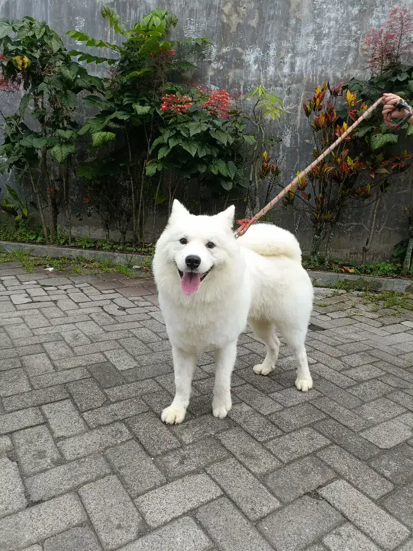 Samoyed Petshow, Serigala Putih, Teman Setia yang Elegan