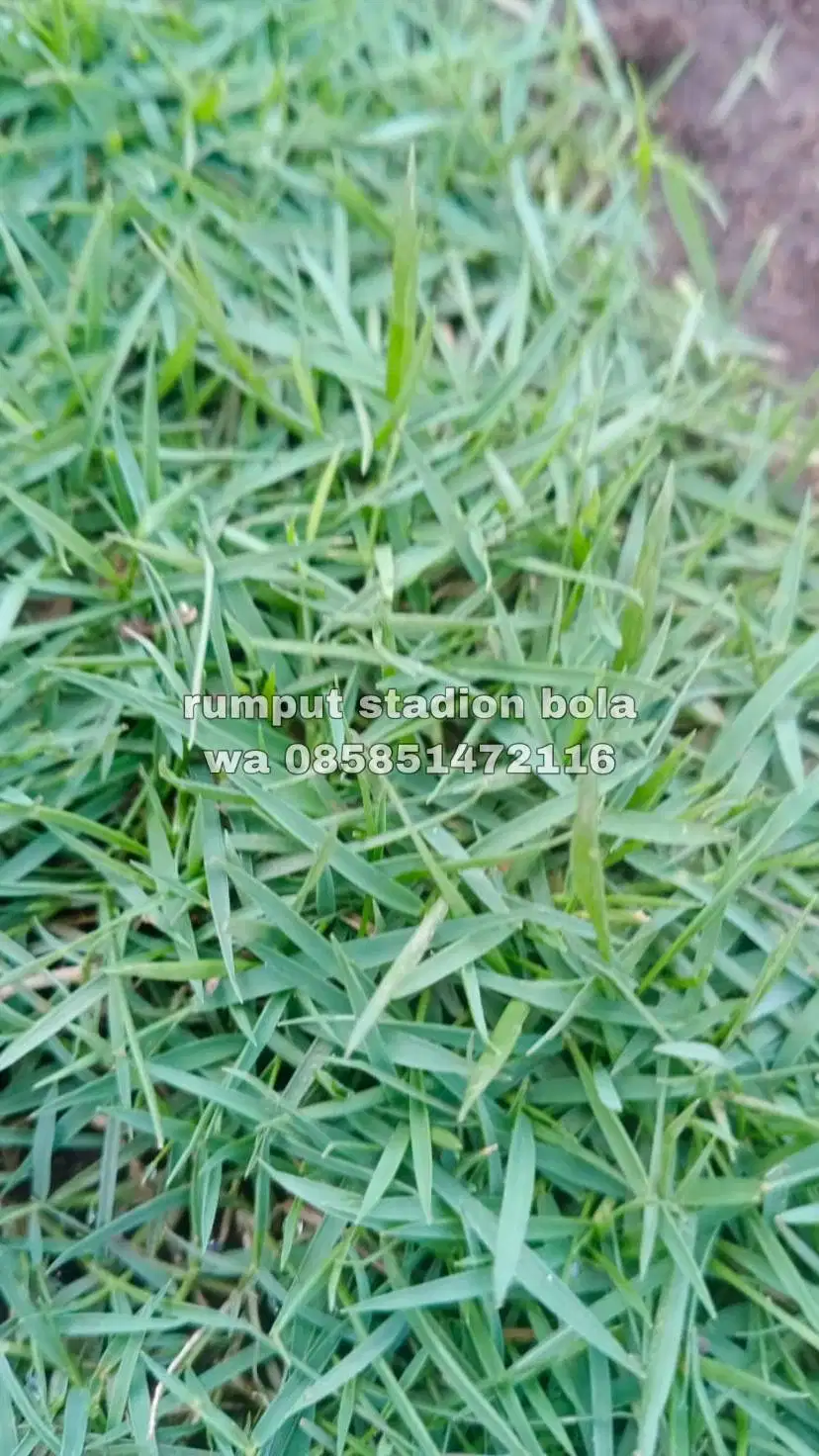 Harga Supplier Rumput Stadion Lapangan Zoysia Matrella Kuningan