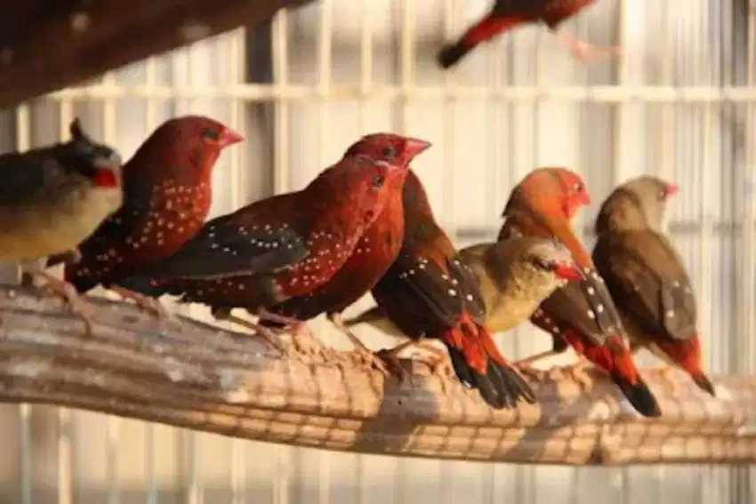 Burung strawberry finch langka jarang ada limited edition