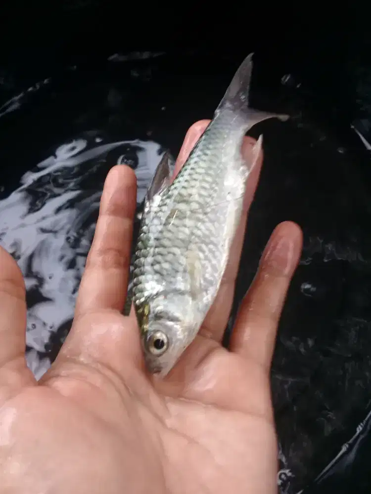 Amanah Olshope bibit ikan tawes kwalitas bagus