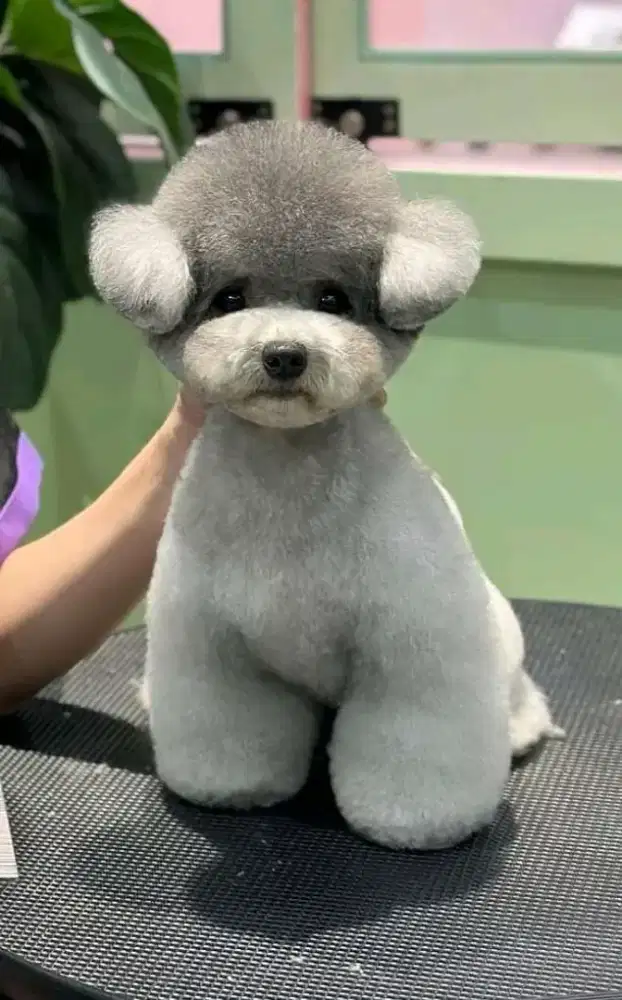 Jasa grooming panghilan depok kota