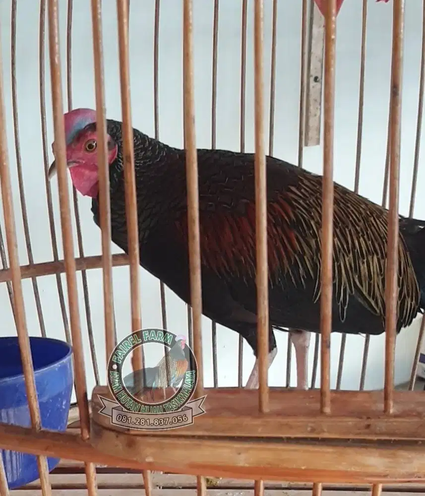 Ayam hutan hijau lombok sumbawa - ayam hutan hijau jinak