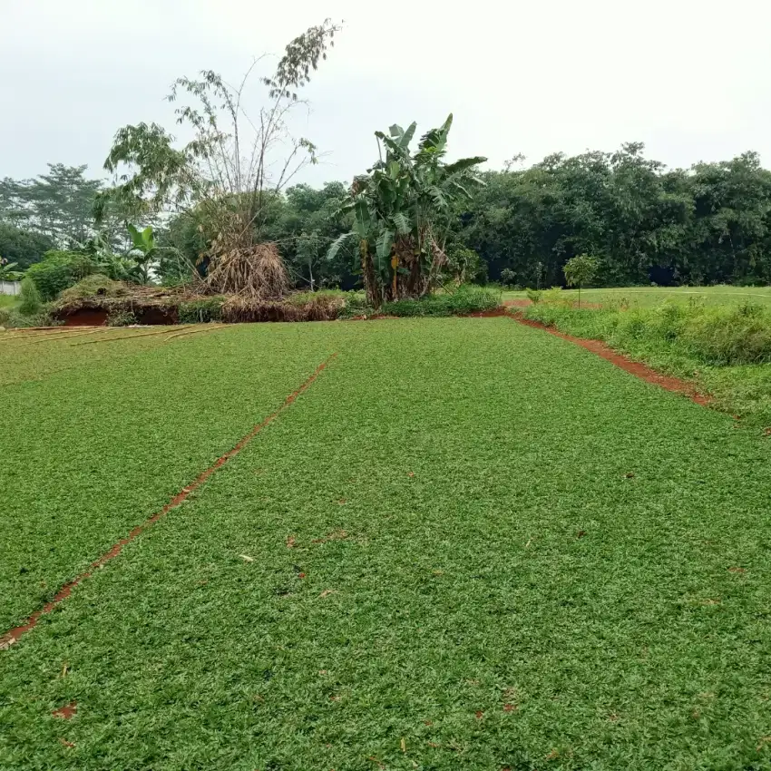 Tukang rumput sawangan/tukang taman sawangan