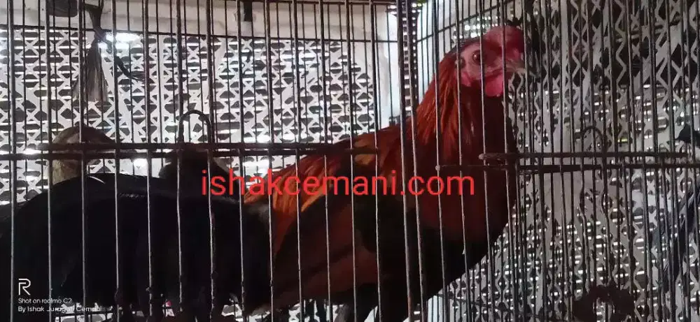 Ayam Hutan Merah Mantap Jinak Mulus 1 Jantan 2 Betina Untuk Koleksi
