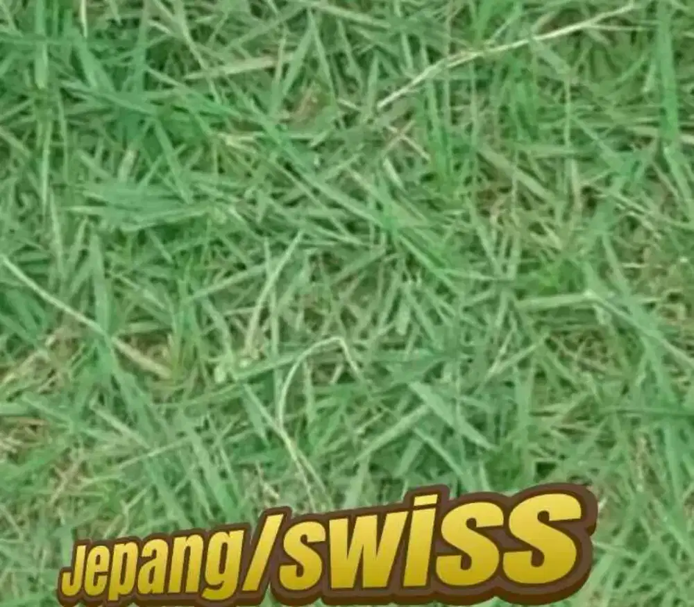 Distributor rumput taman medan