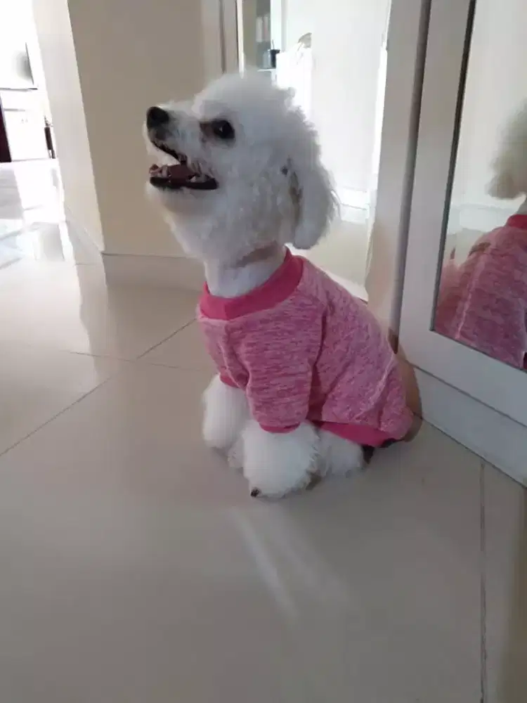 Termurah jasa grooming anjing kucing panggilan cukur bulu mandi rumah