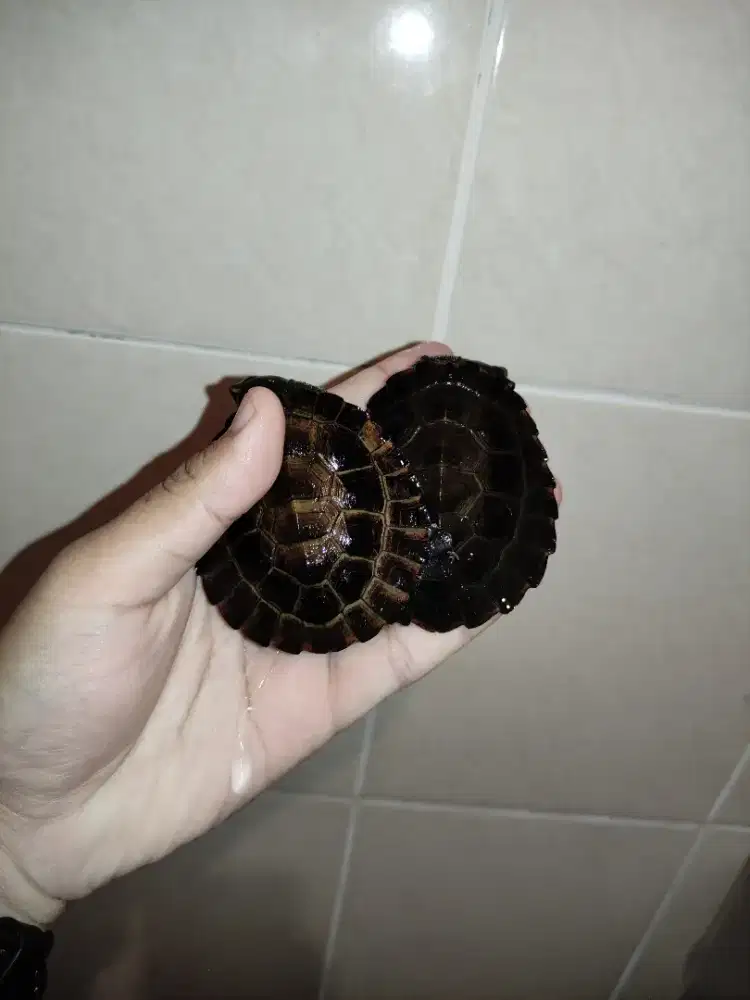 Kura kura dada merah medium murah