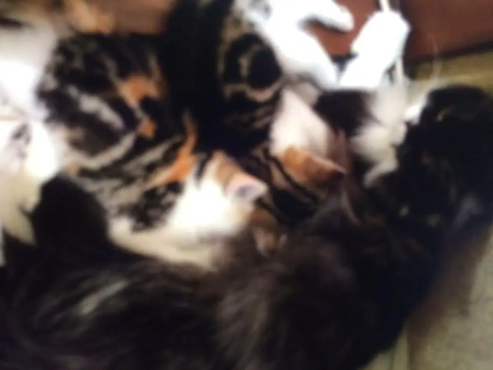 Kucing Jantan tiga warna