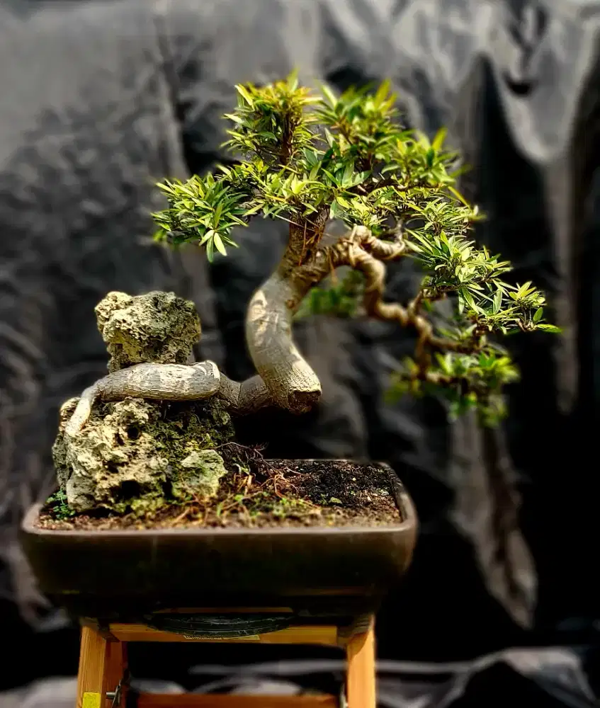 Bonsai Ficus California