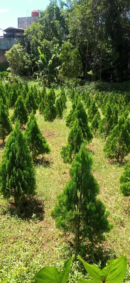 jual pohon cemara kipas,tukang pohon cemara