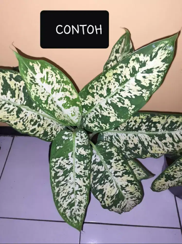 Aglonema Sparkle Remaja Tanaman Hias