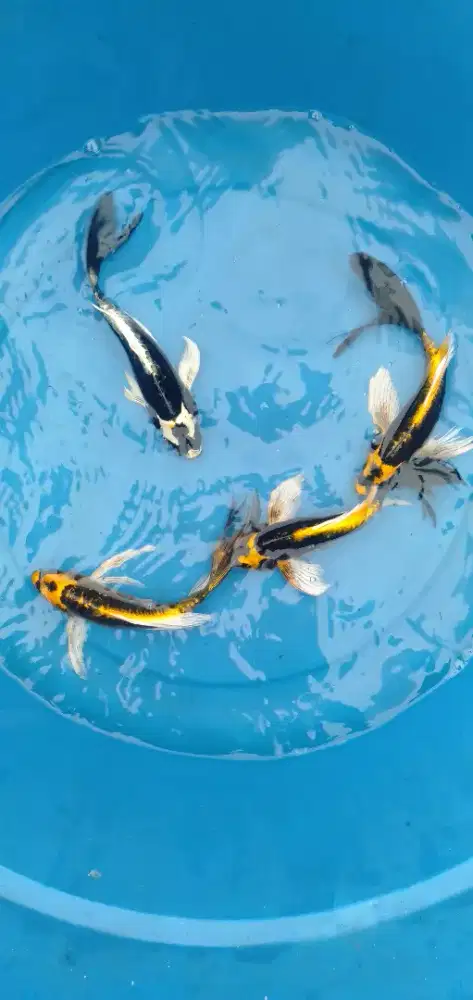 Koi Kabuto Domas Selayar ukuran 20cm