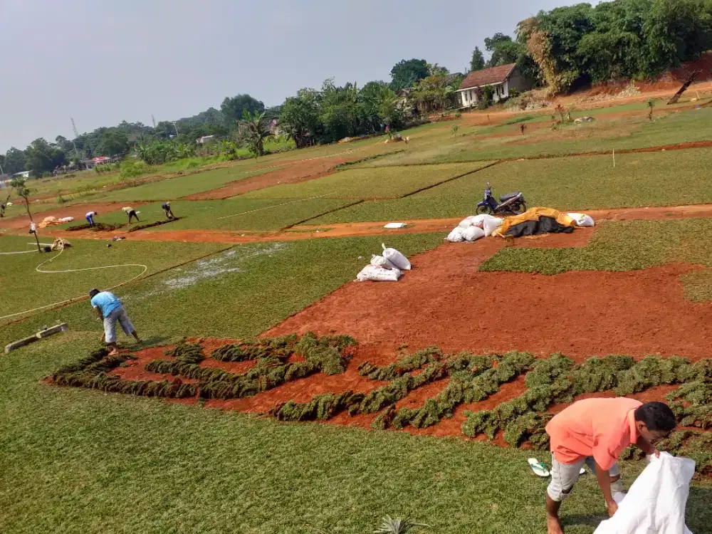Supplier rumput gajah mini rumput taman