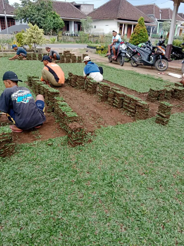 Jual Rumput Gajah Mini Wonogiri Termurah