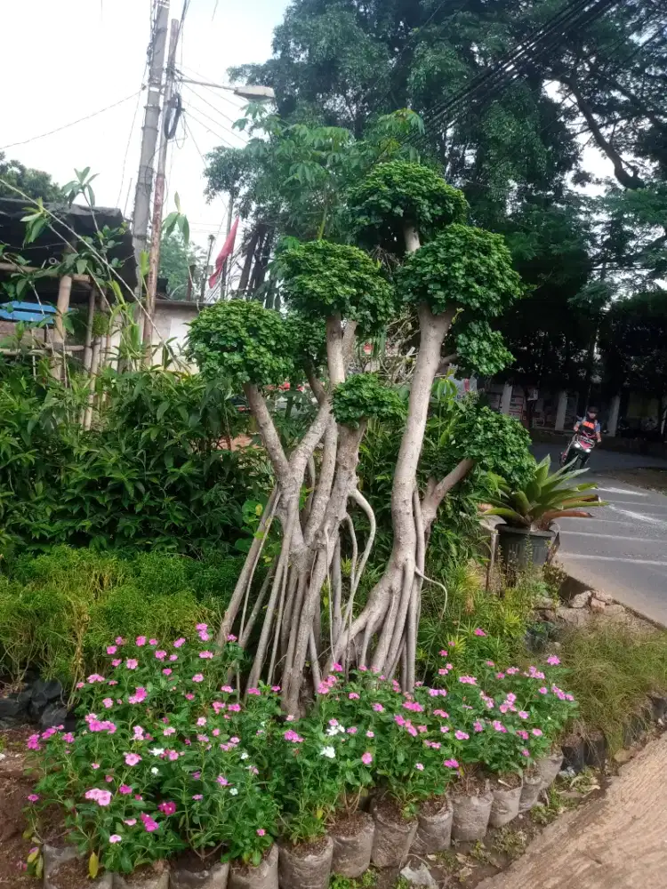 Pohon Beringin Dijual Konstruksi Dan Taman Murah Di Indonesia Id 9182