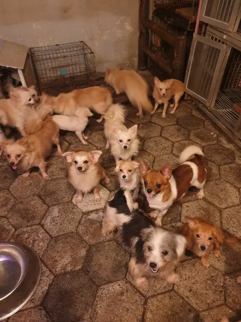 Dog ras mini size