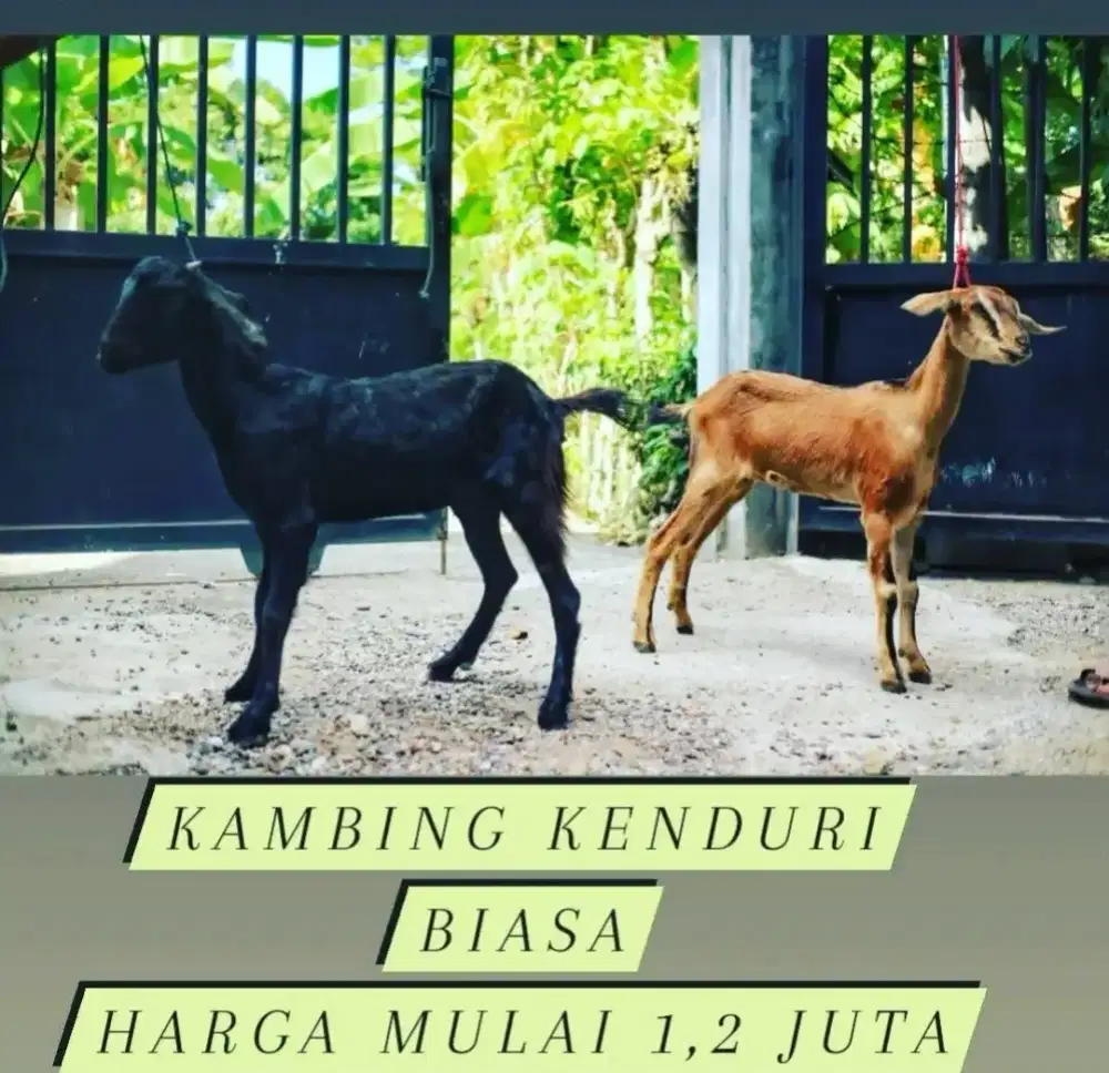 Kambing Kenduri Biasa