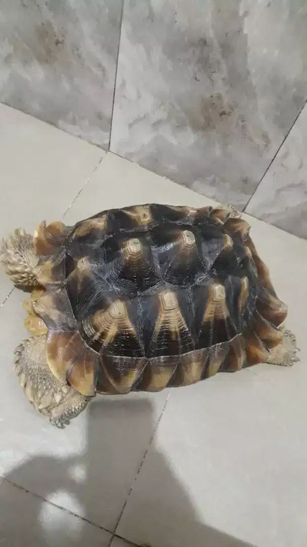 Kura kura sulcata