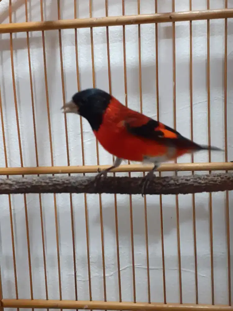 Red siskin Clasik jantan Gacor siap kawin