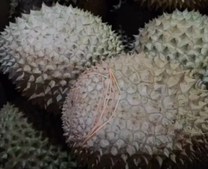 Duren Musangking & black thron