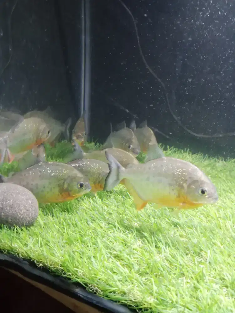 Di jual ikan pihanha