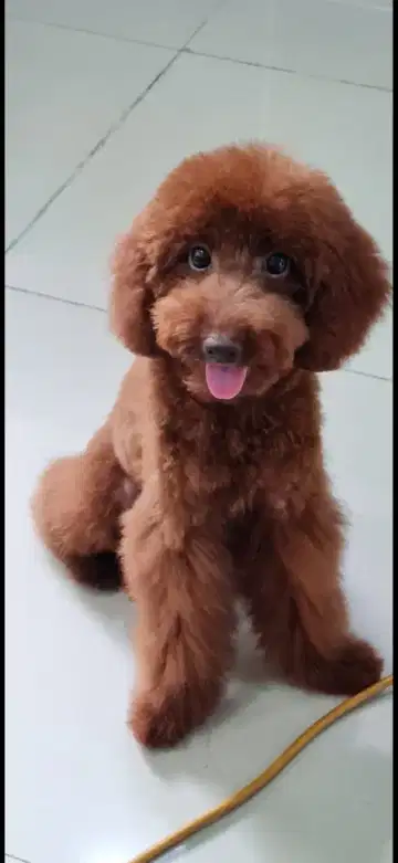 Super red hot sale toy poodle