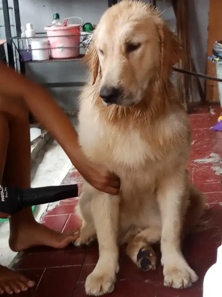 Mora Pet Grooming