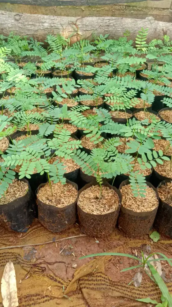 BIBIT POHON SOLOBIUM