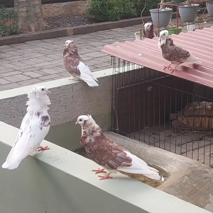 Burung Merpati hias capucin