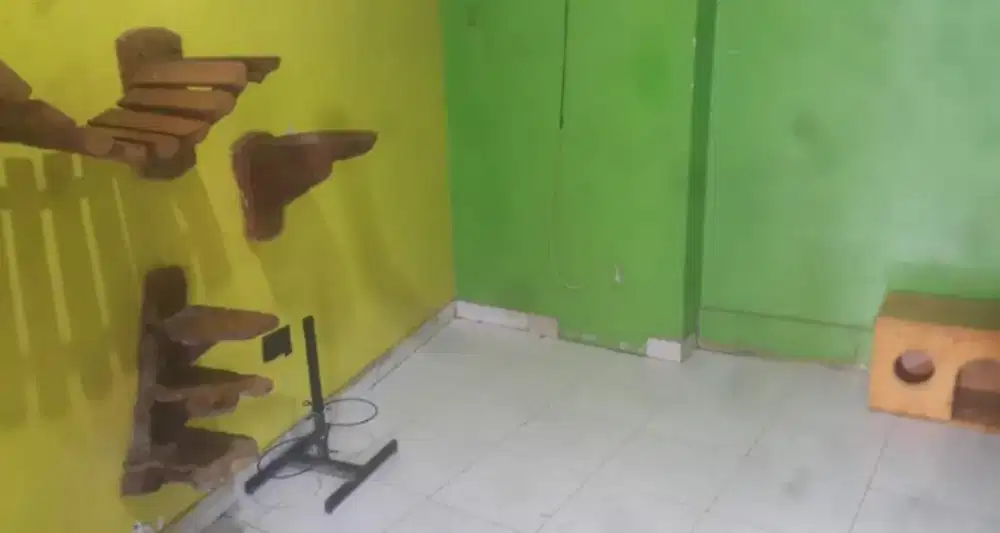 Penitipan Khusus Kucing Harian/mingguan