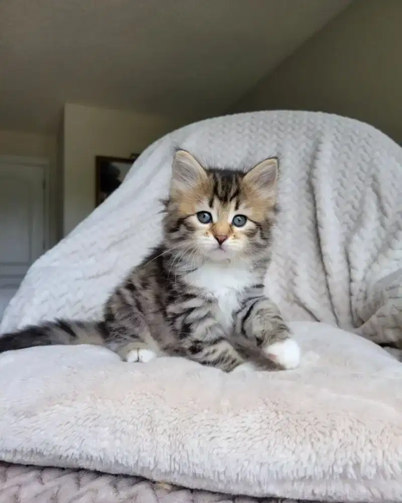 Kitten siberian pure ( breed ) pedigree