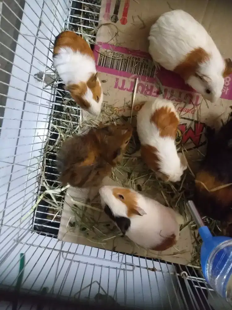 Marmut guinea pig lucu ready