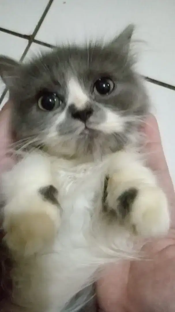 Lepas adopsi kitten jantan minat bisa wa