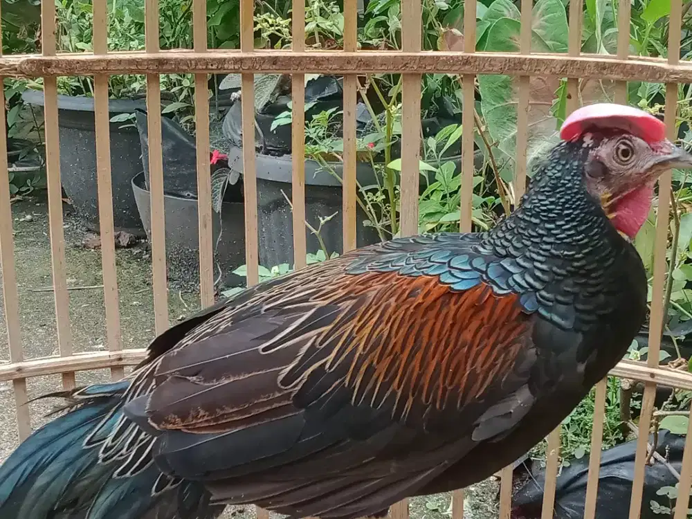 Burung Hutan Mengkilap
