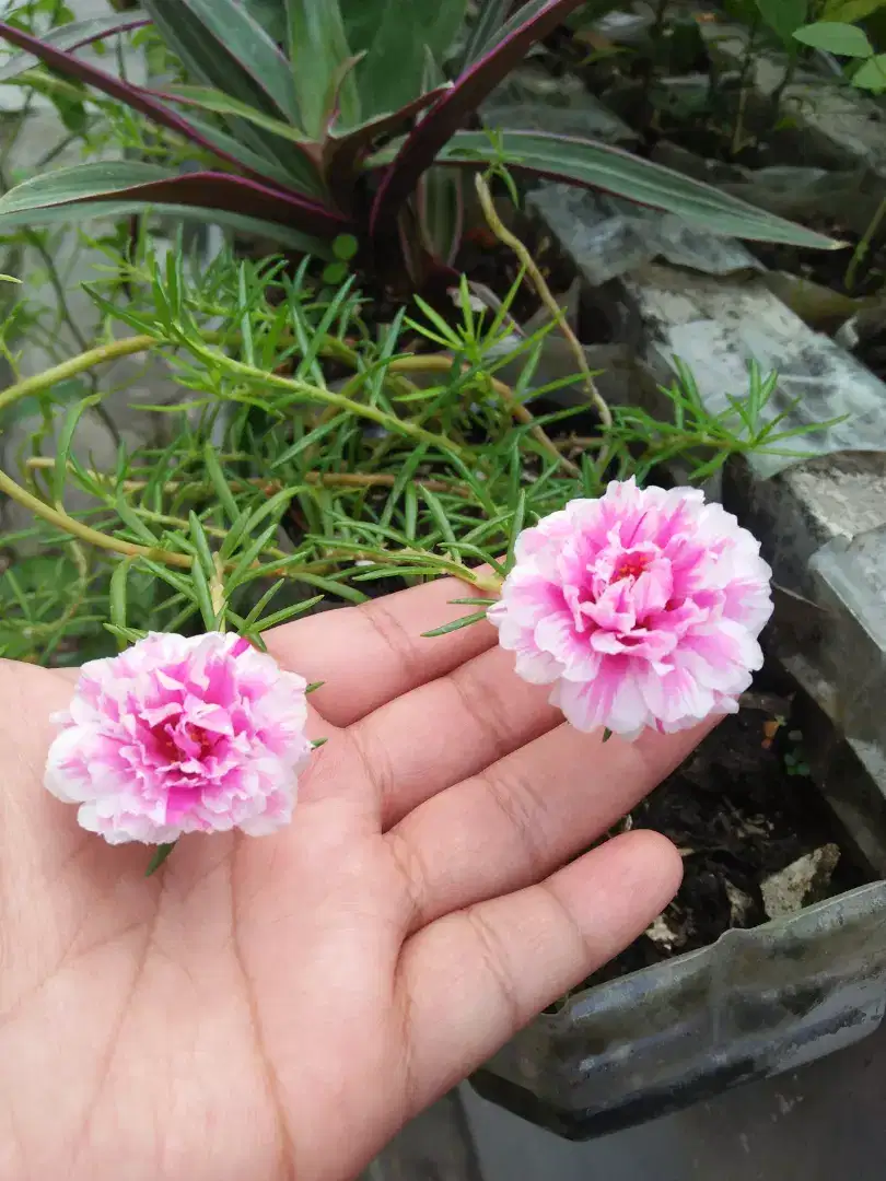 Bibit tamaman mossrose