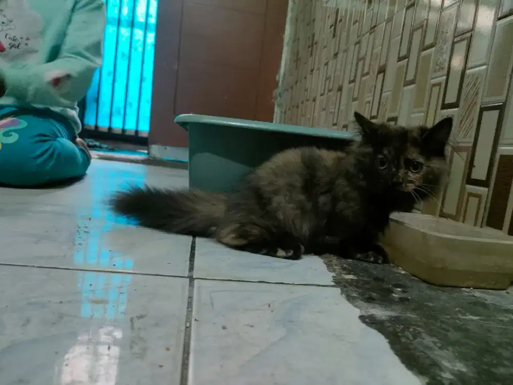 Anak kucing Munchkin / kucing kaki pendek / kucing cebo - Hewan