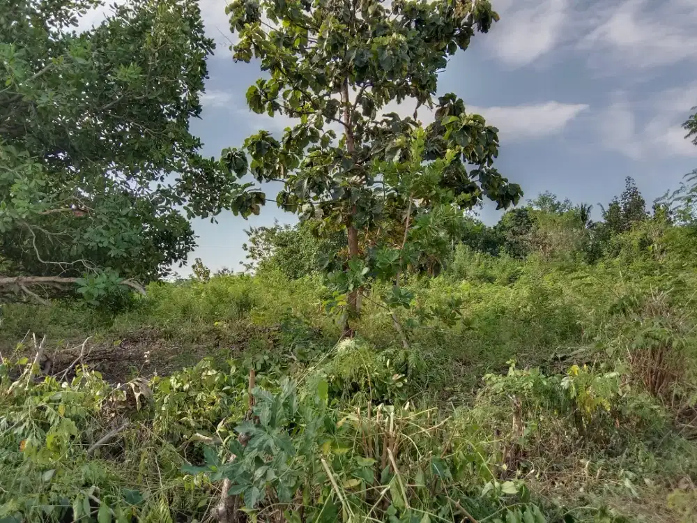 Di jual murah Tanah strategis