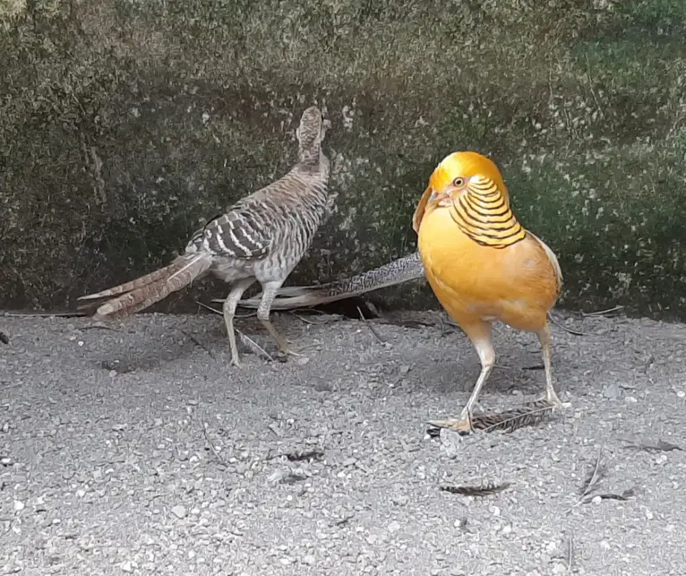 Ayam Yellow Pheasant Dewasa sepasang