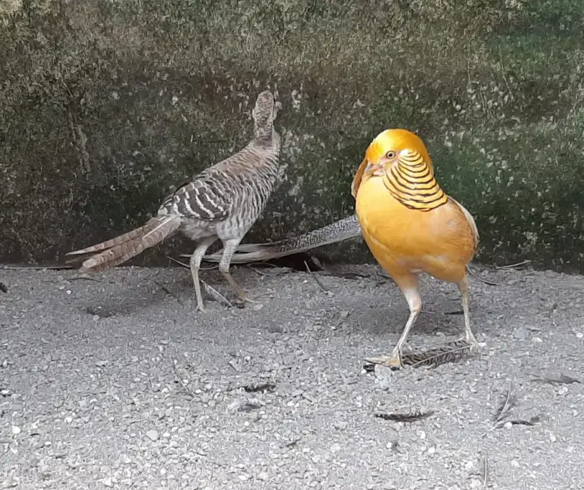 Ayam Yellow Pheasant Dewasa sepasang