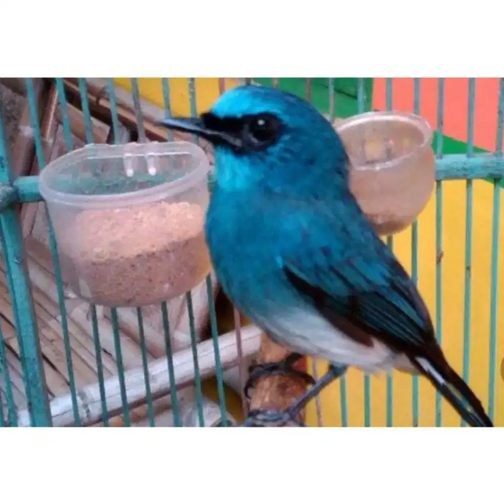 Tledekan biru bahan calon gacor masteran murai