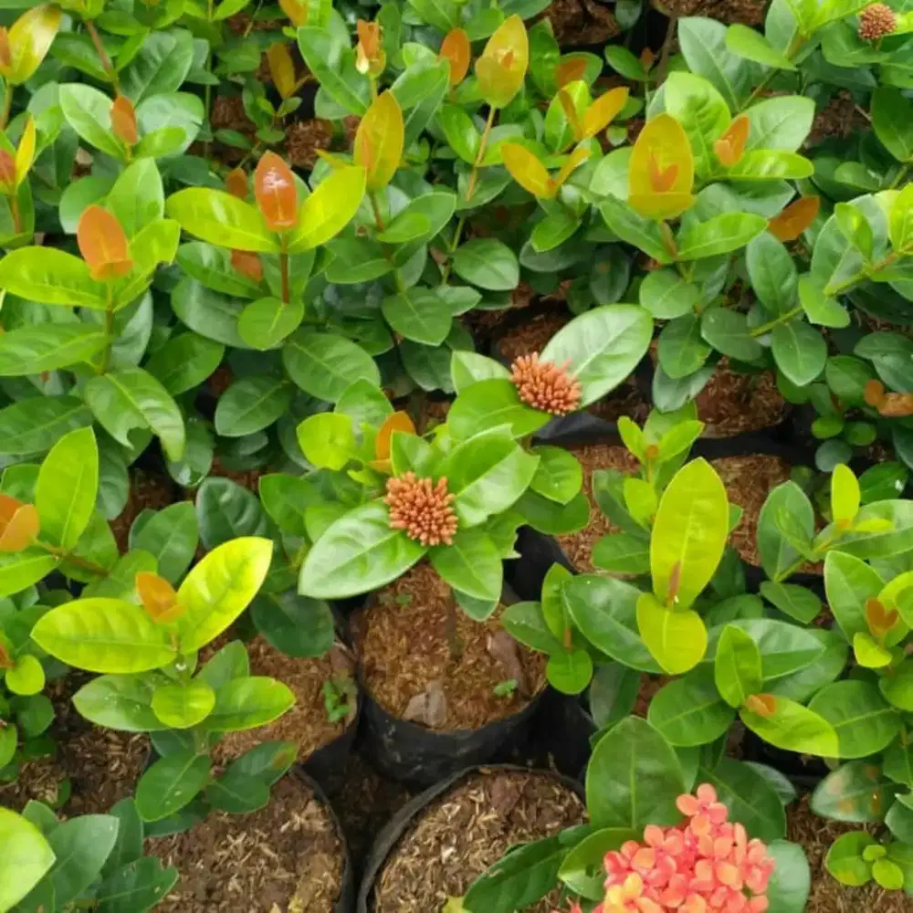 Jual pohon soka hawai