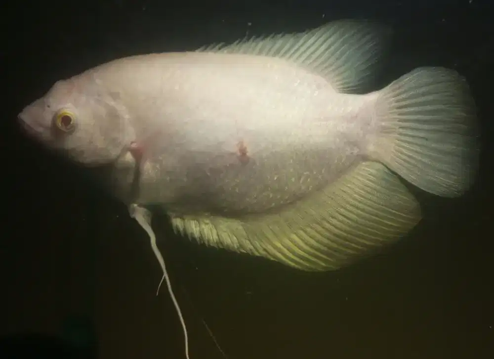 Ikan Gurame Albino Red Eye