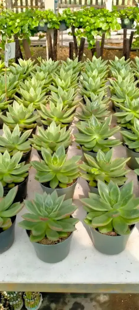Kaktus sekulen,kaktus,jual kaktus sekulen,kaktus daun,jual kaktus