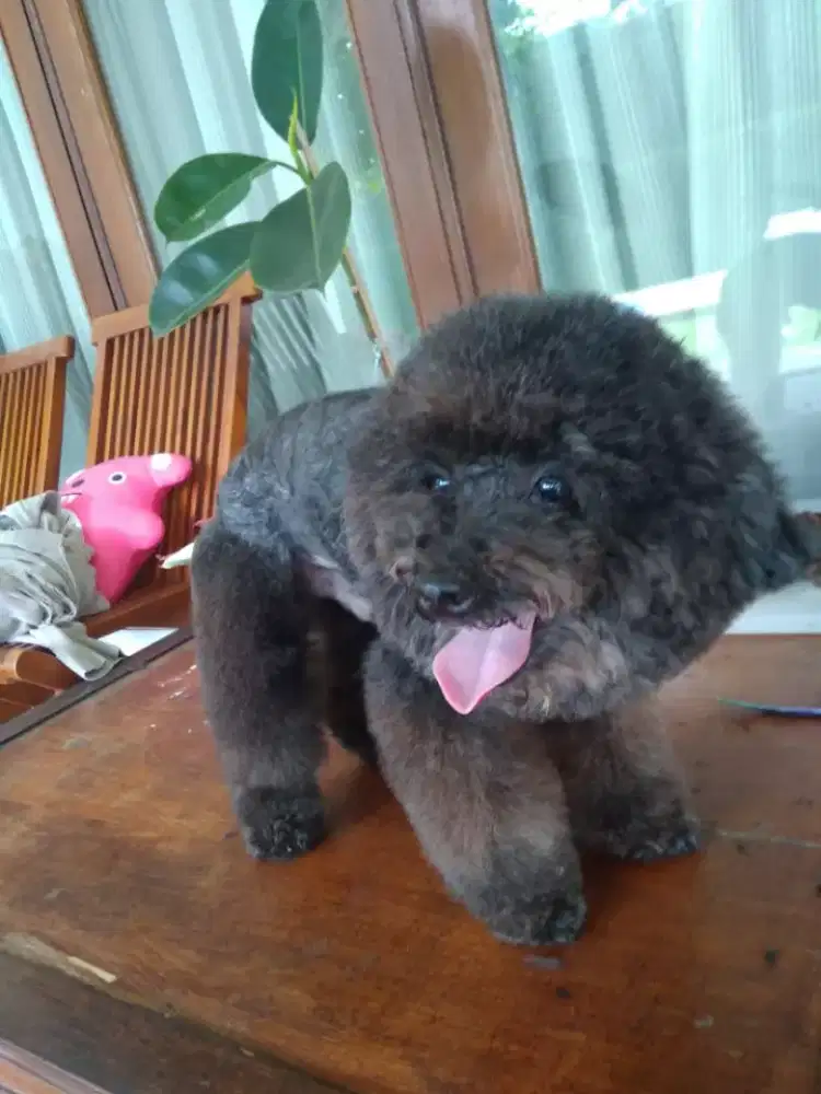 Termurah jasa grooming anjing kucing panggilan cukur bulu mandi rumah