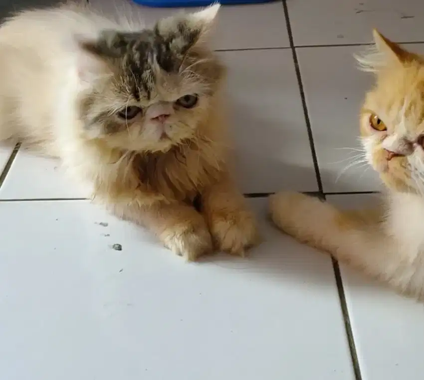 Kucing peaknose exo jasa pacak