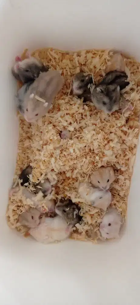 Hamster winter white