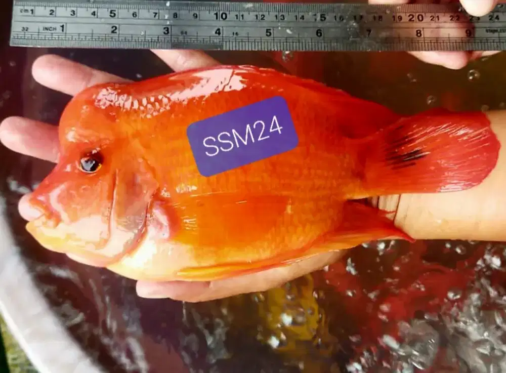 Terlaris Ikan Perot Mamon Jumbo 20-25cm Bisa Kirim Indonesia