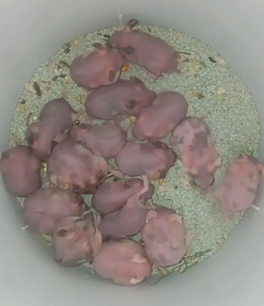 Hamster hairless