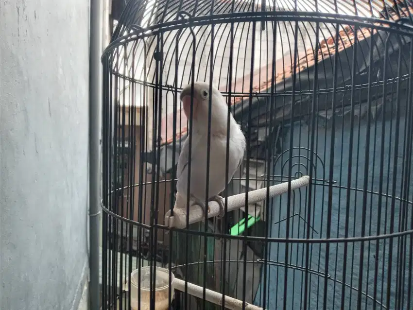 Lovebird ma kandangnya