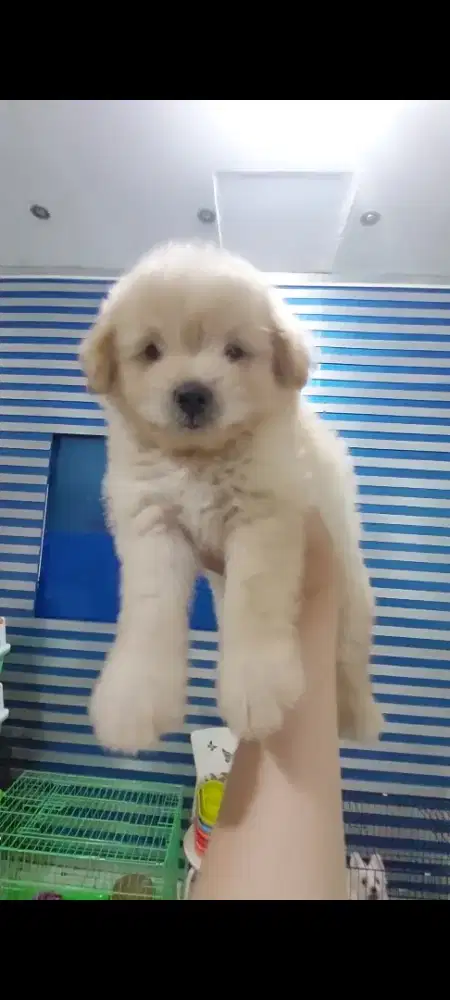 Puppy Maltipo dan Shihpo cakep Murah